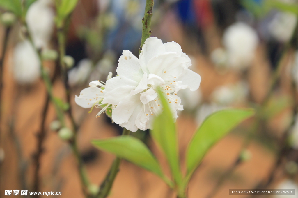 白色桃花