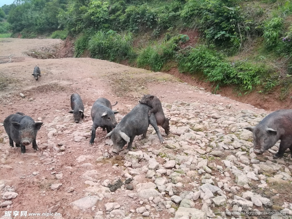 大瑶山黑毛香猪