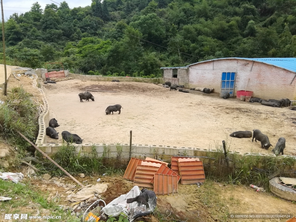 大瑶山香猪养殖场