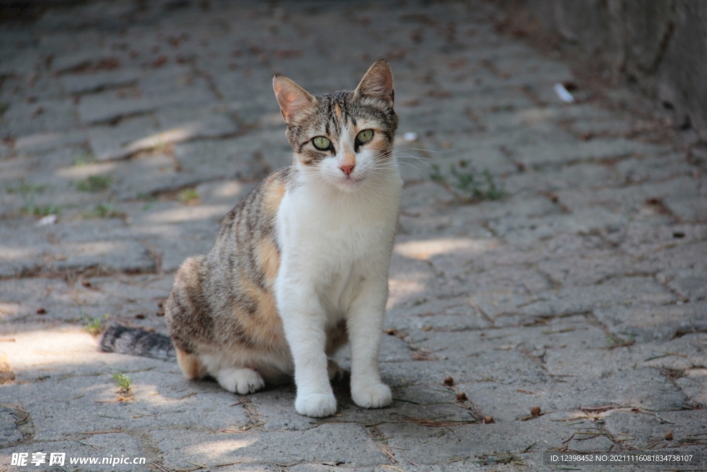 猫咪