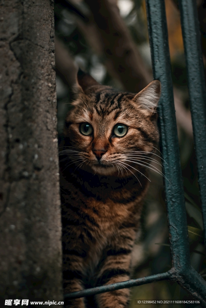 猫咪