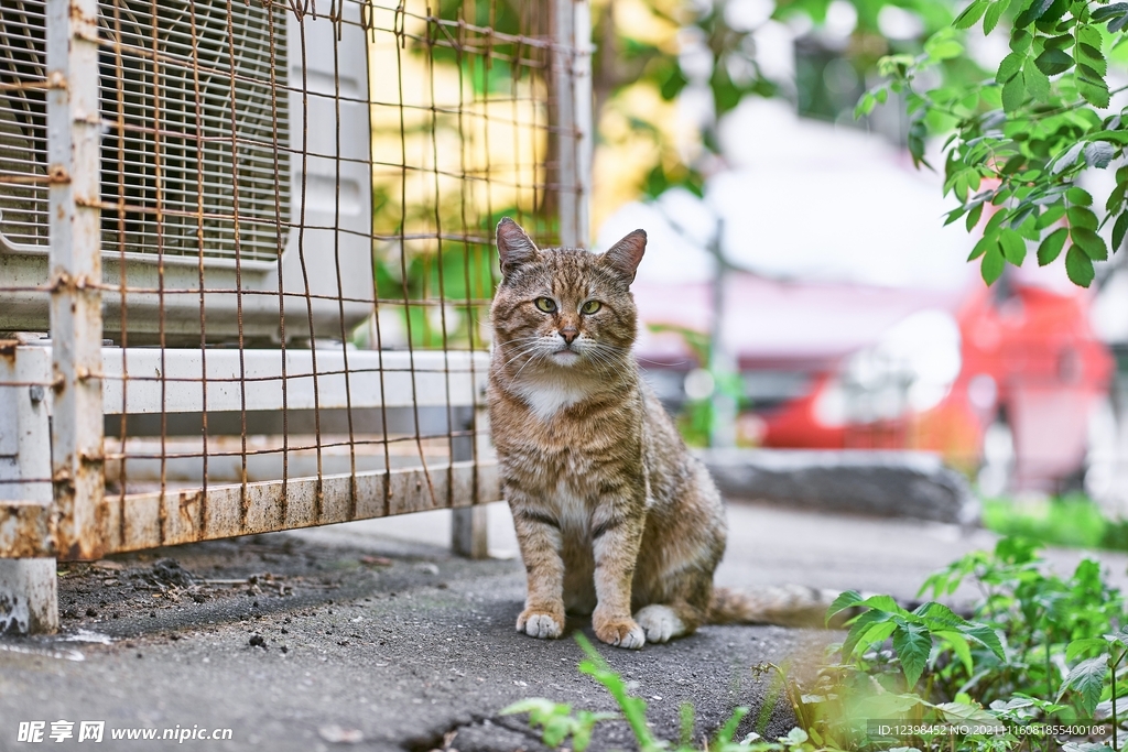 猫咪
