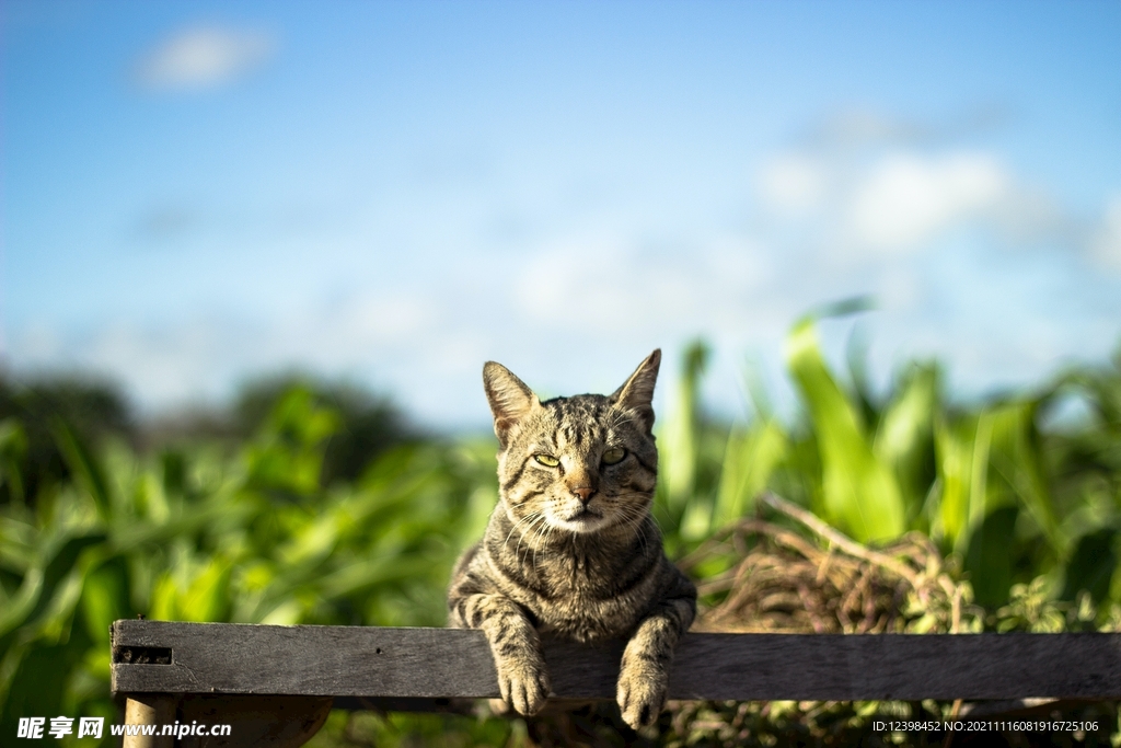 猫咪