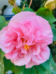 芙蓉花