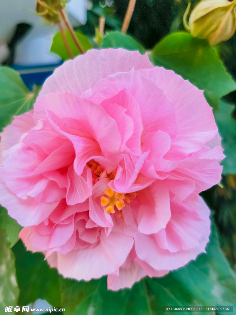 芙蓉花