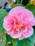 芙蓉花