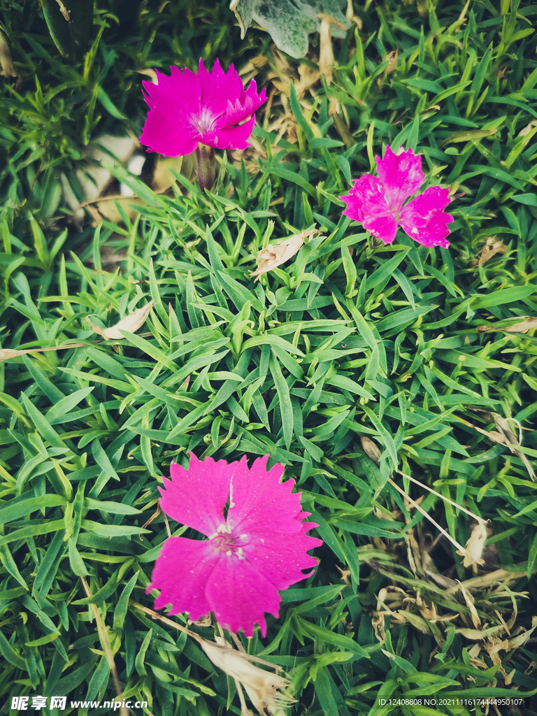 小花 