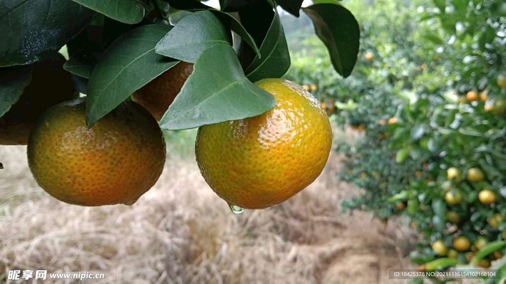 两个砂糖橘