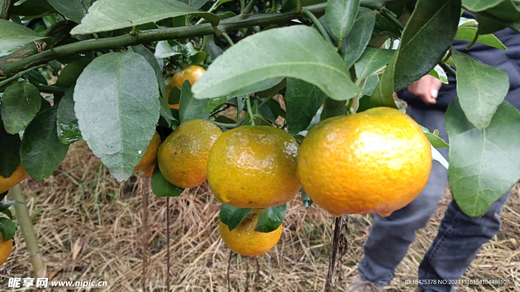 小砂糖橘