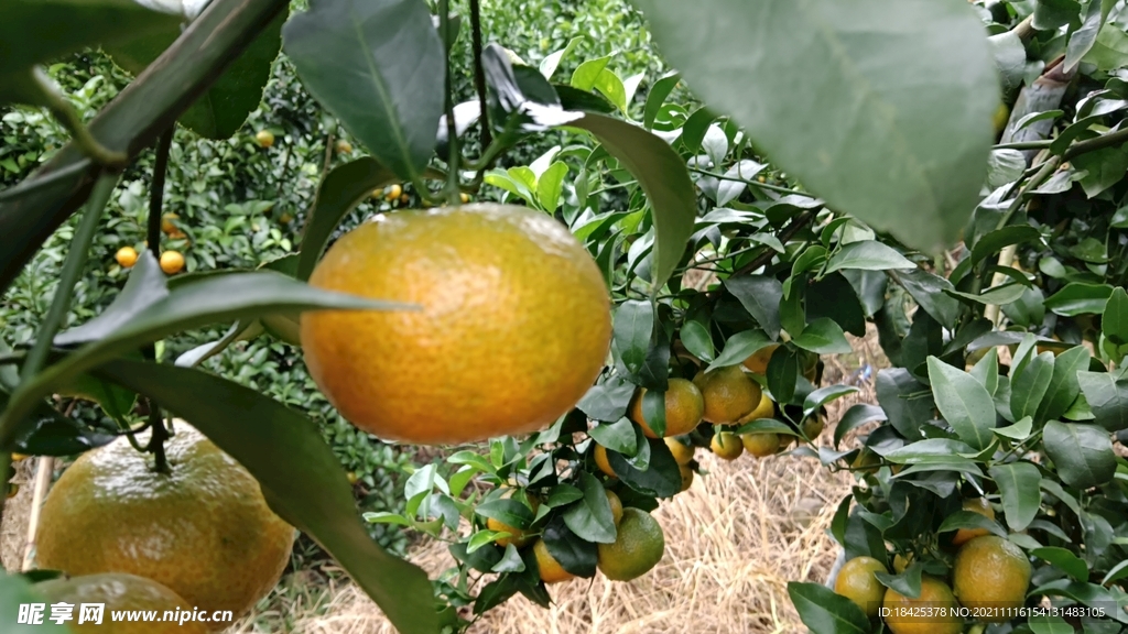 砂糖橘果蔬