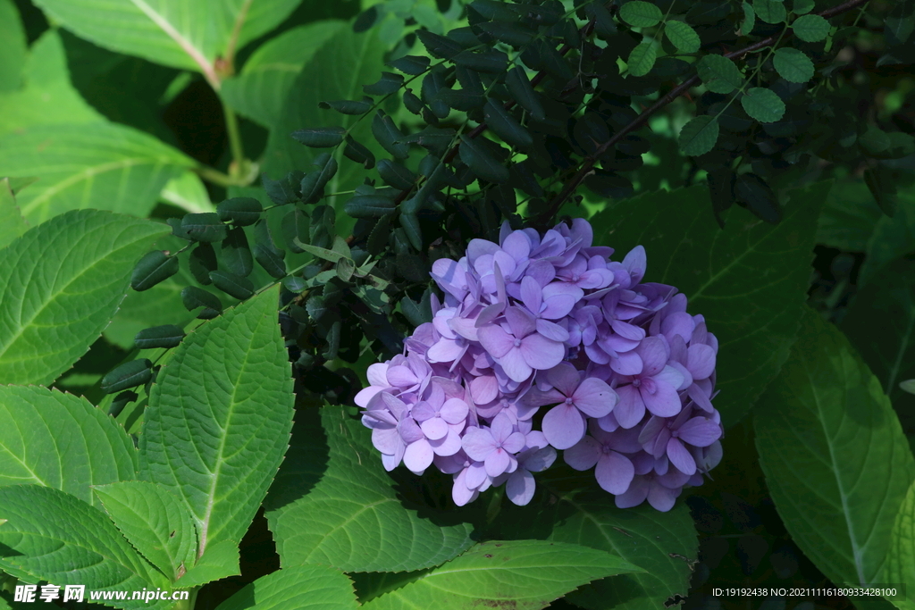 绣球花
