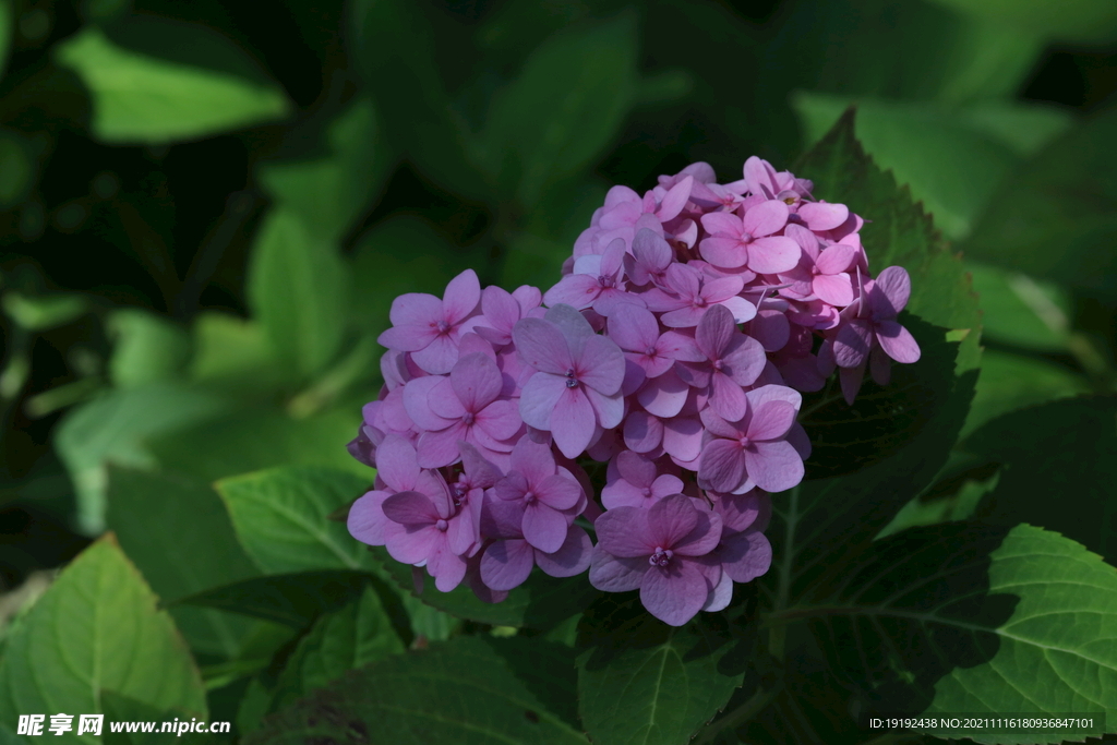 绣球花