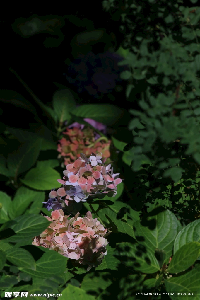 绣球花 