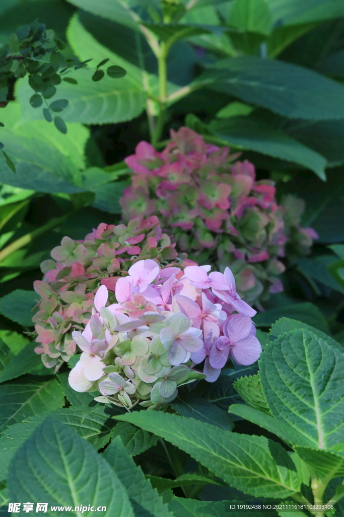 绣球花 