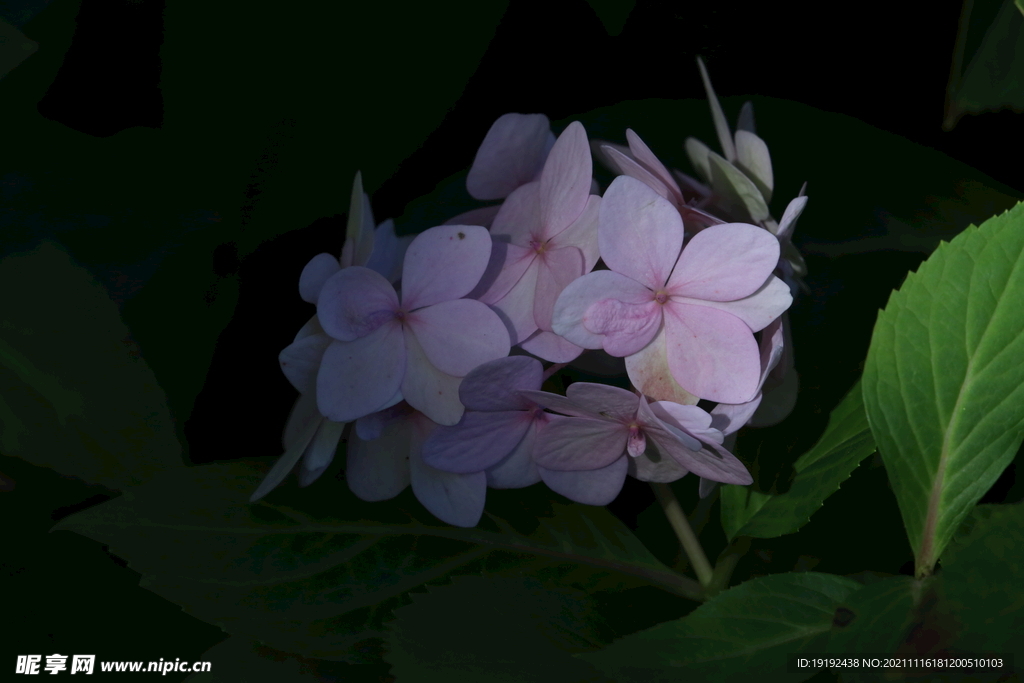 绣球花