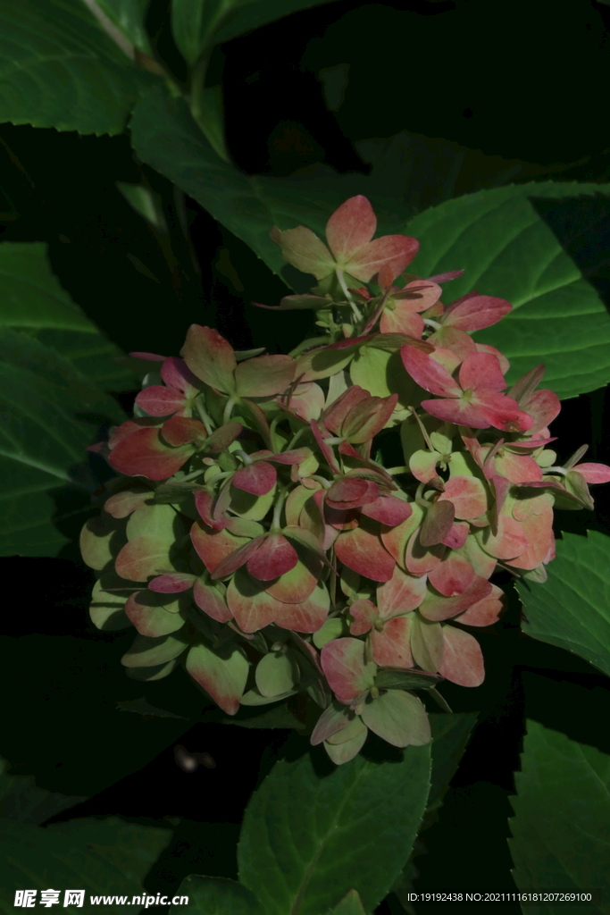 绣球花 