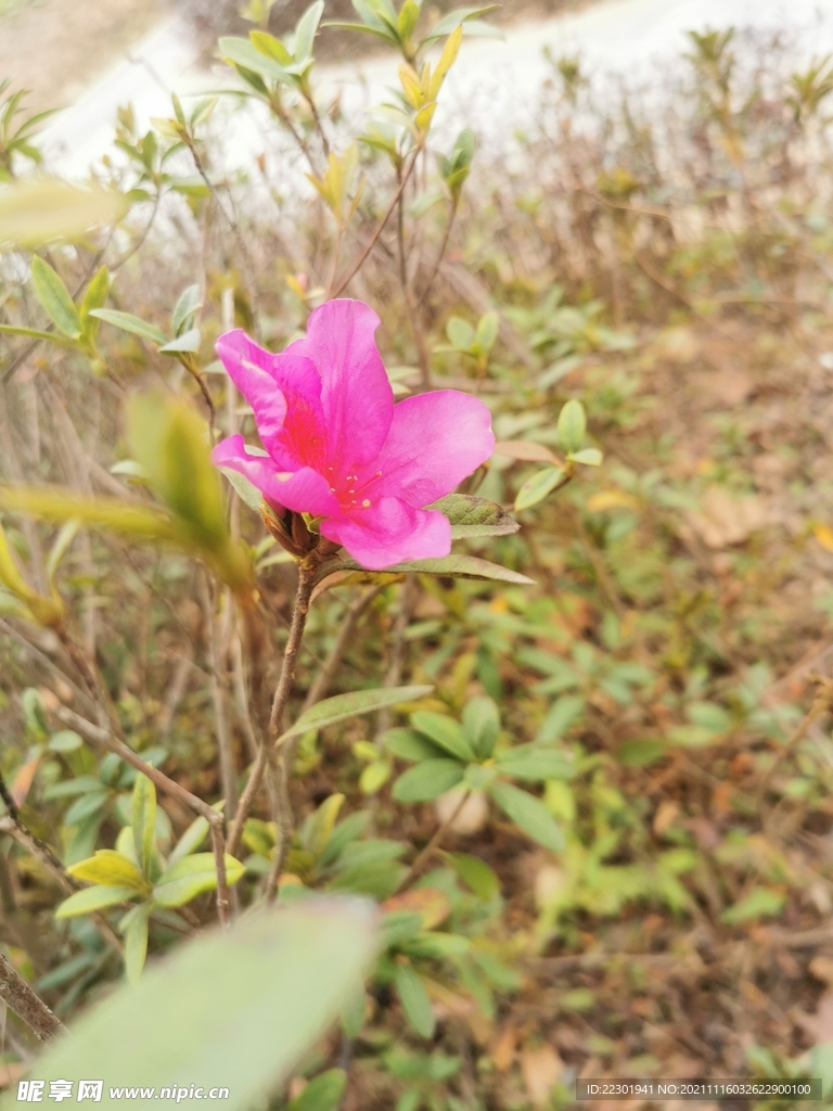 杜鹃花