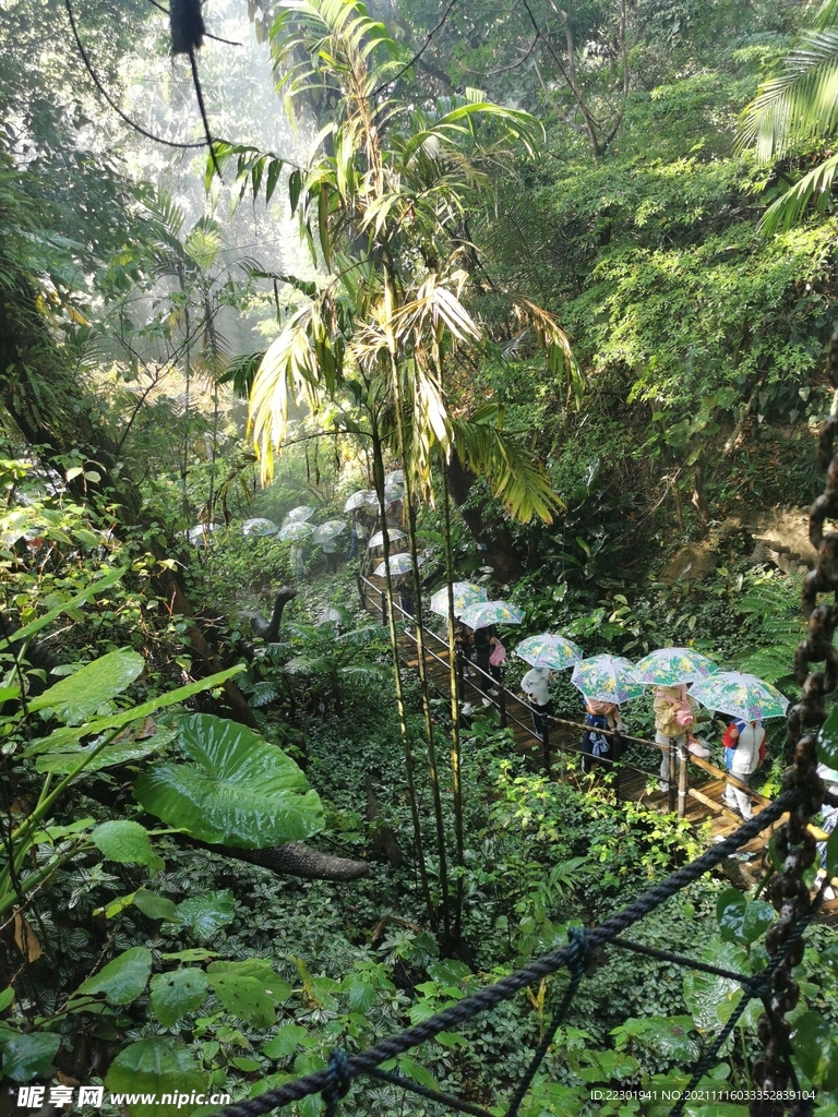 热带雨林 