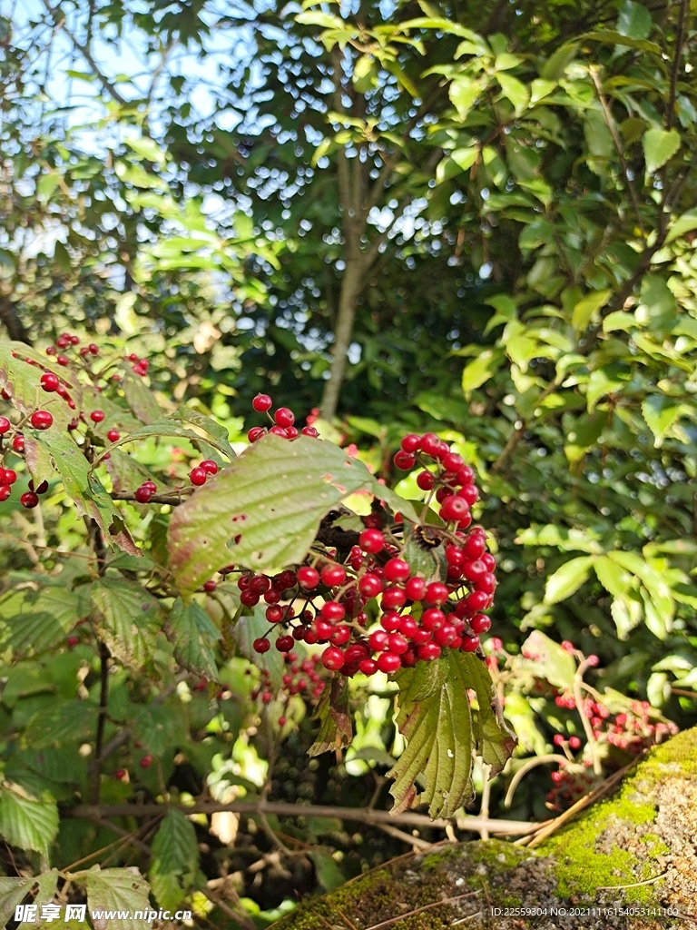 山间 野果 吕宋荚蒾