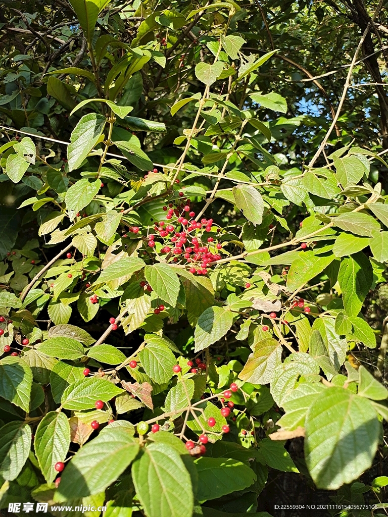 山间野果 荚蒾