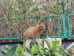 野外可爱橘猫