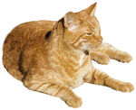 猫咪免抠