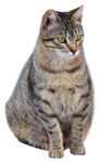 猫咪免抠