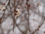 山桃花