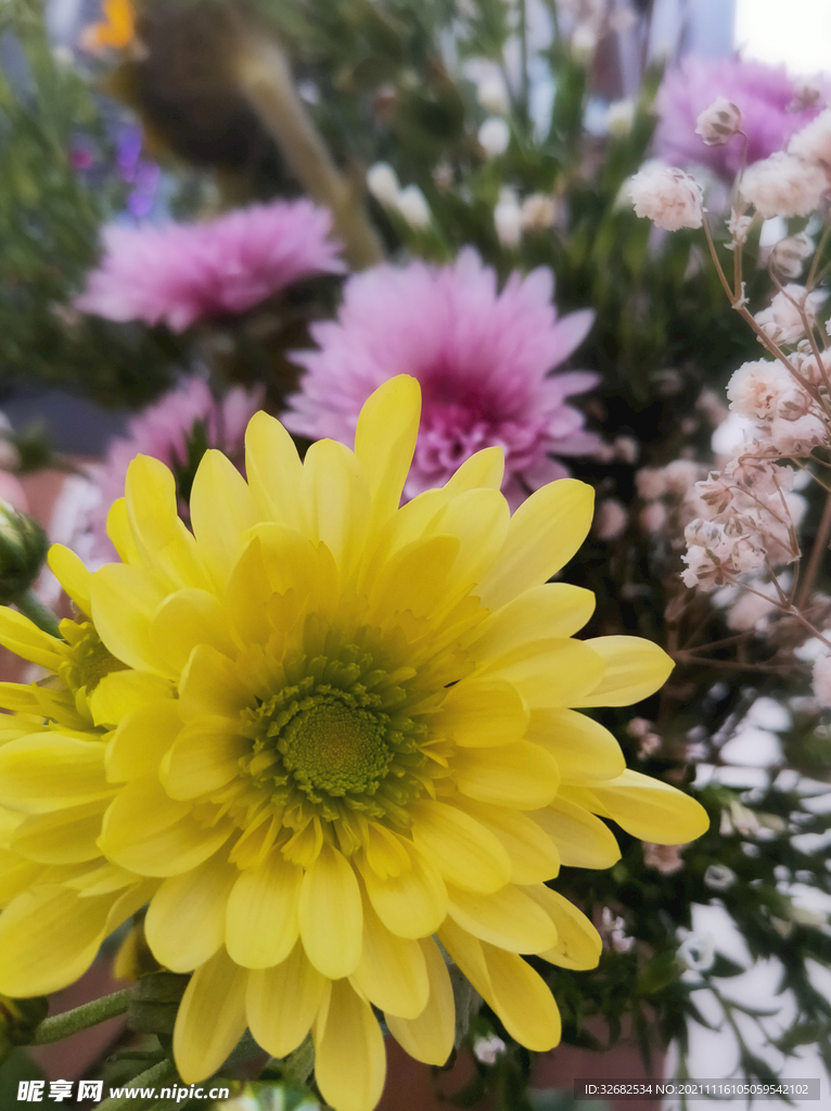 黄色菊花鲜花实拍