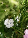 小白花鲜花照片