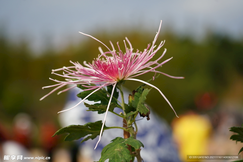 菊花