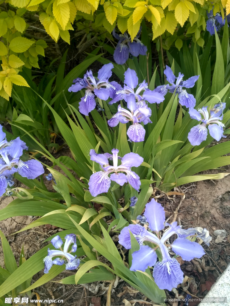 兰花