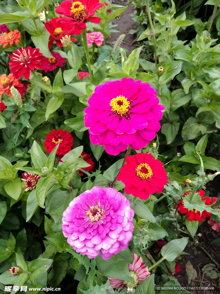 花