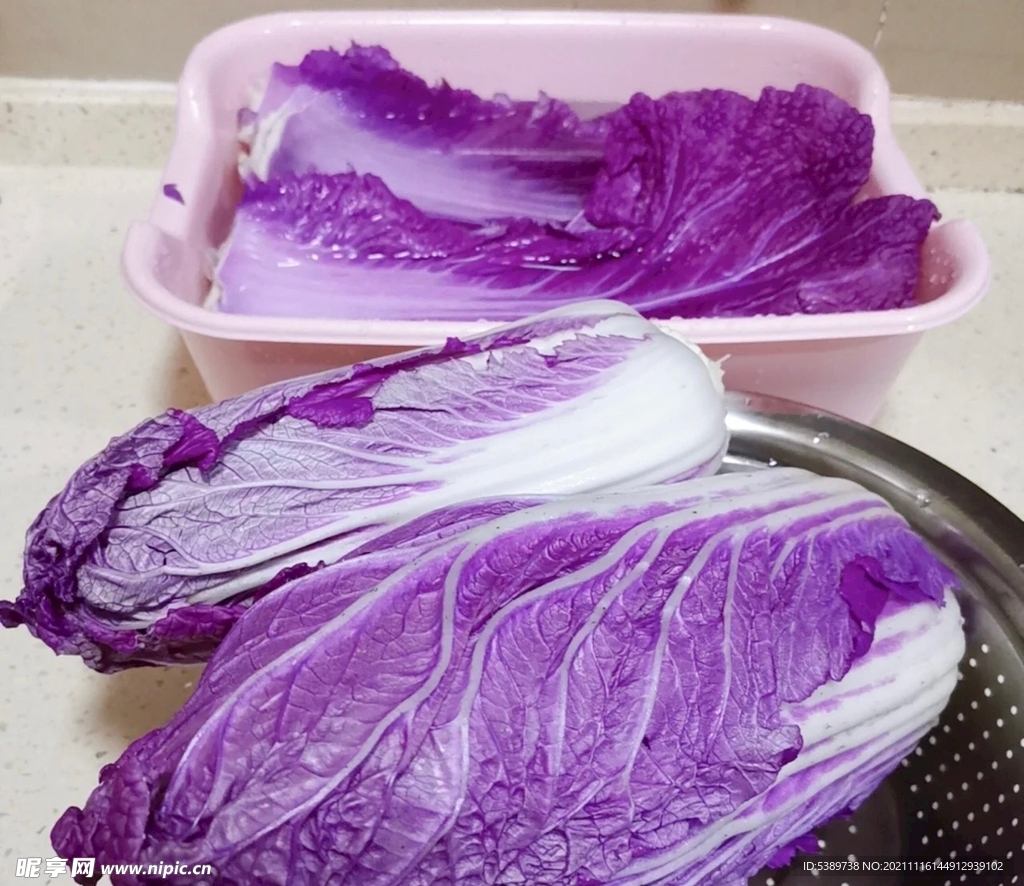 珍しい野菜作り 紫色の白菜「紫奏子（むらさきそうし）」収穫です。 - farm andante 美味しい野菜とふれあい菜園