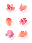 手绘花花瓣元素