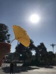 银杏 太阳