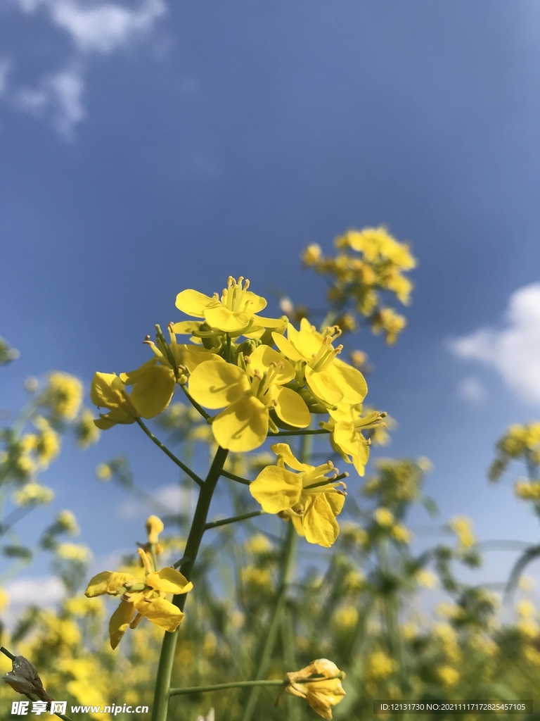 油菜花