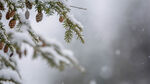 雪花