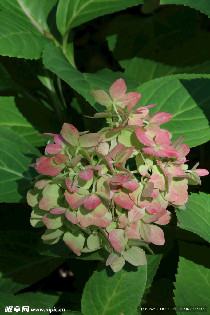 绣球花 