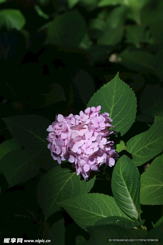 绣球花 