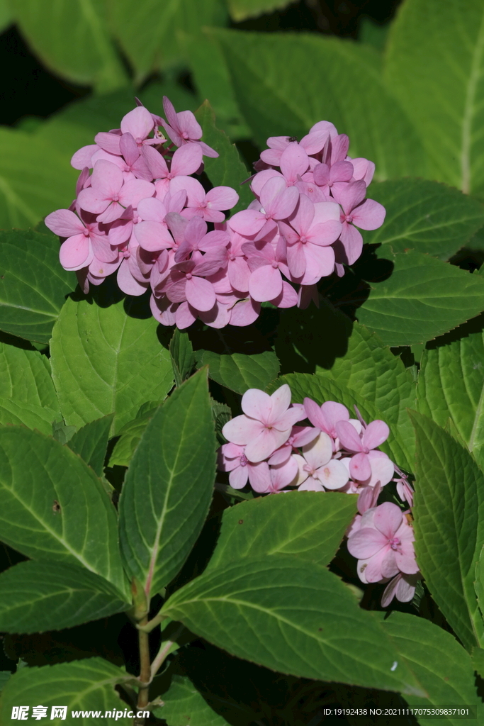 绣球花