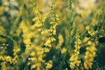 小黄花