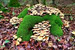 青苔蘑菇