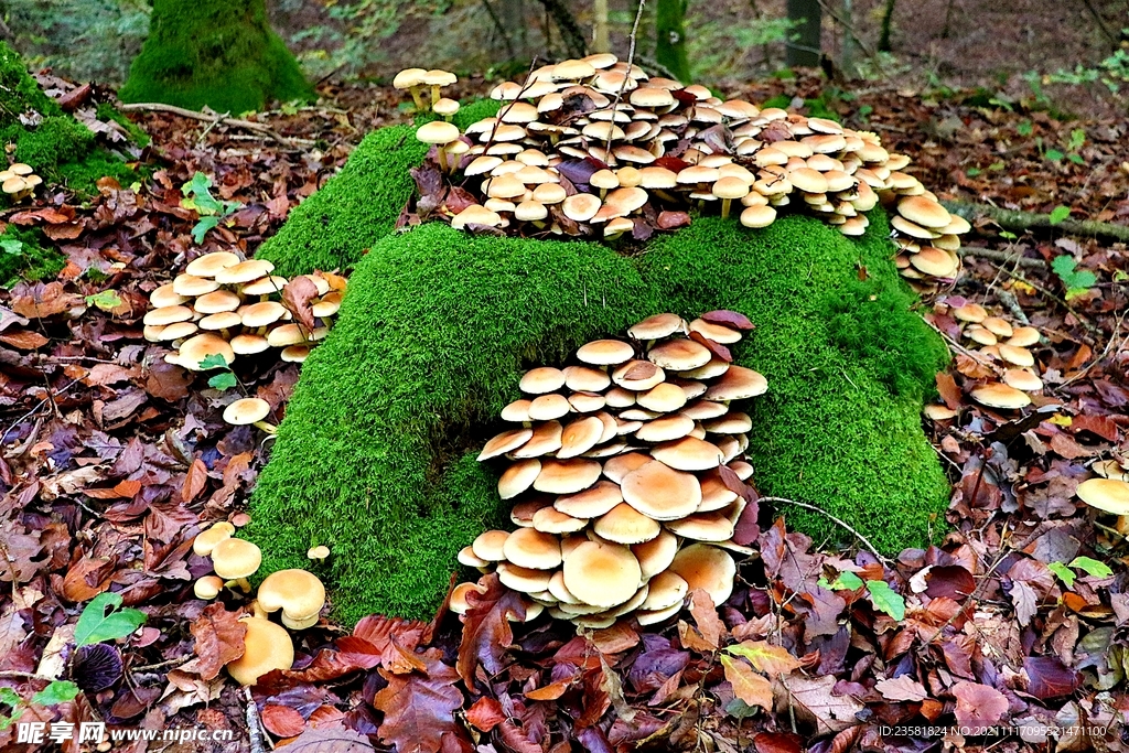 青苔蘑菇