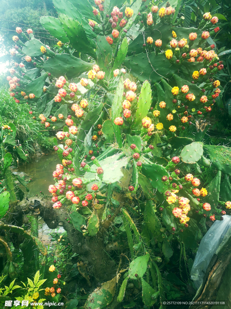 仙人掌花