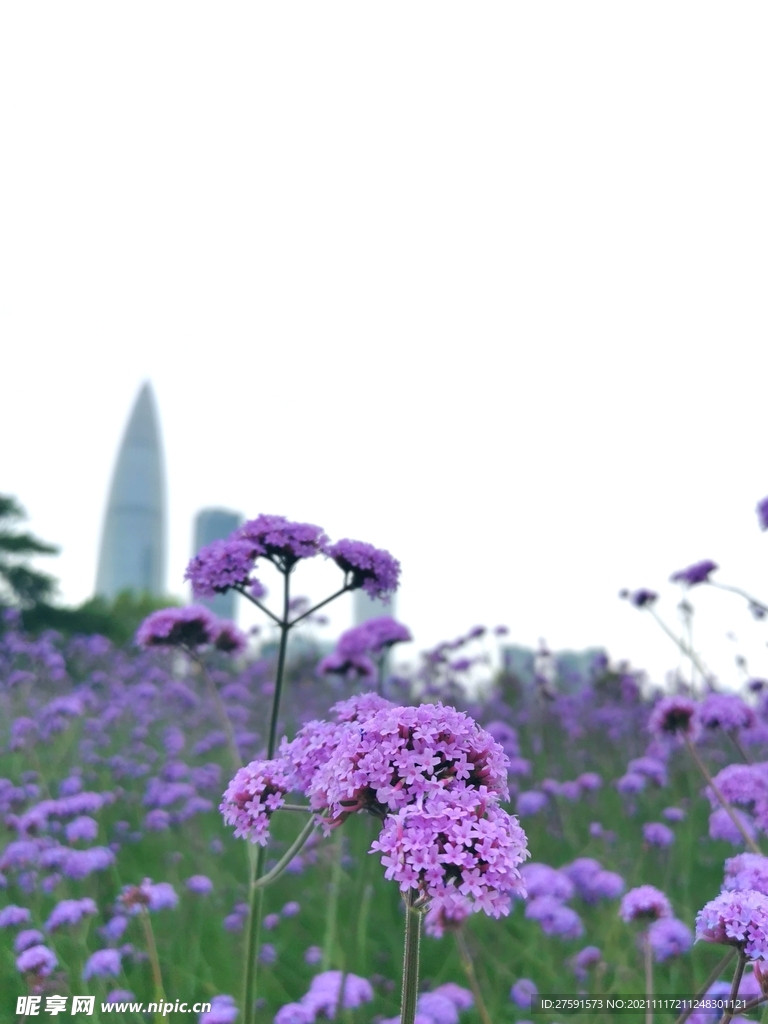 马鞭草花海