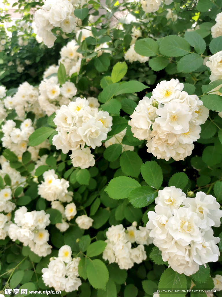 白蔷薇花墙