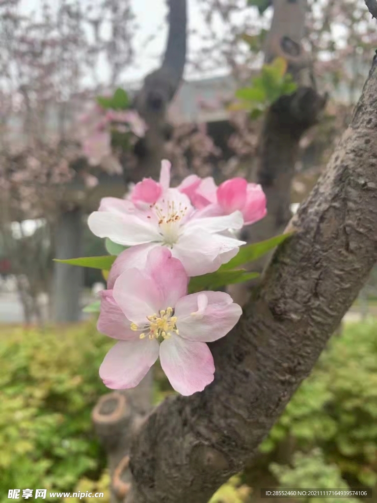 桃花 