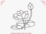 莲花