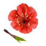 花 